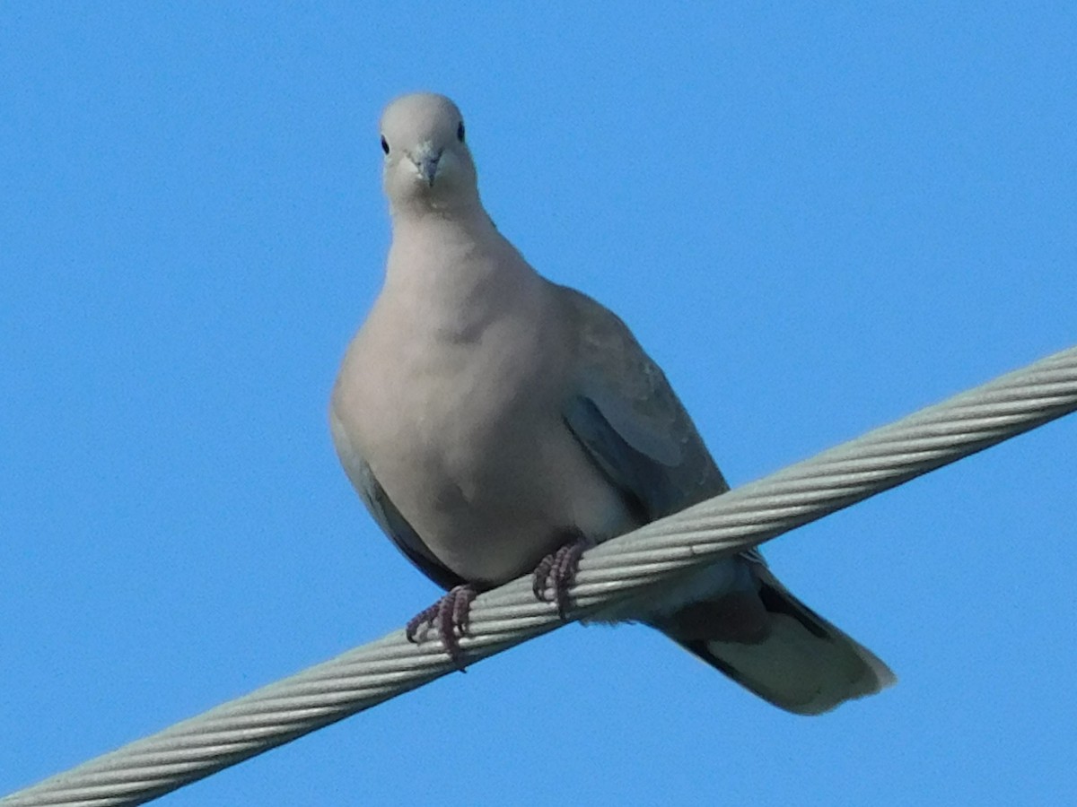 Eurasian Collared-Dove - ML615485618