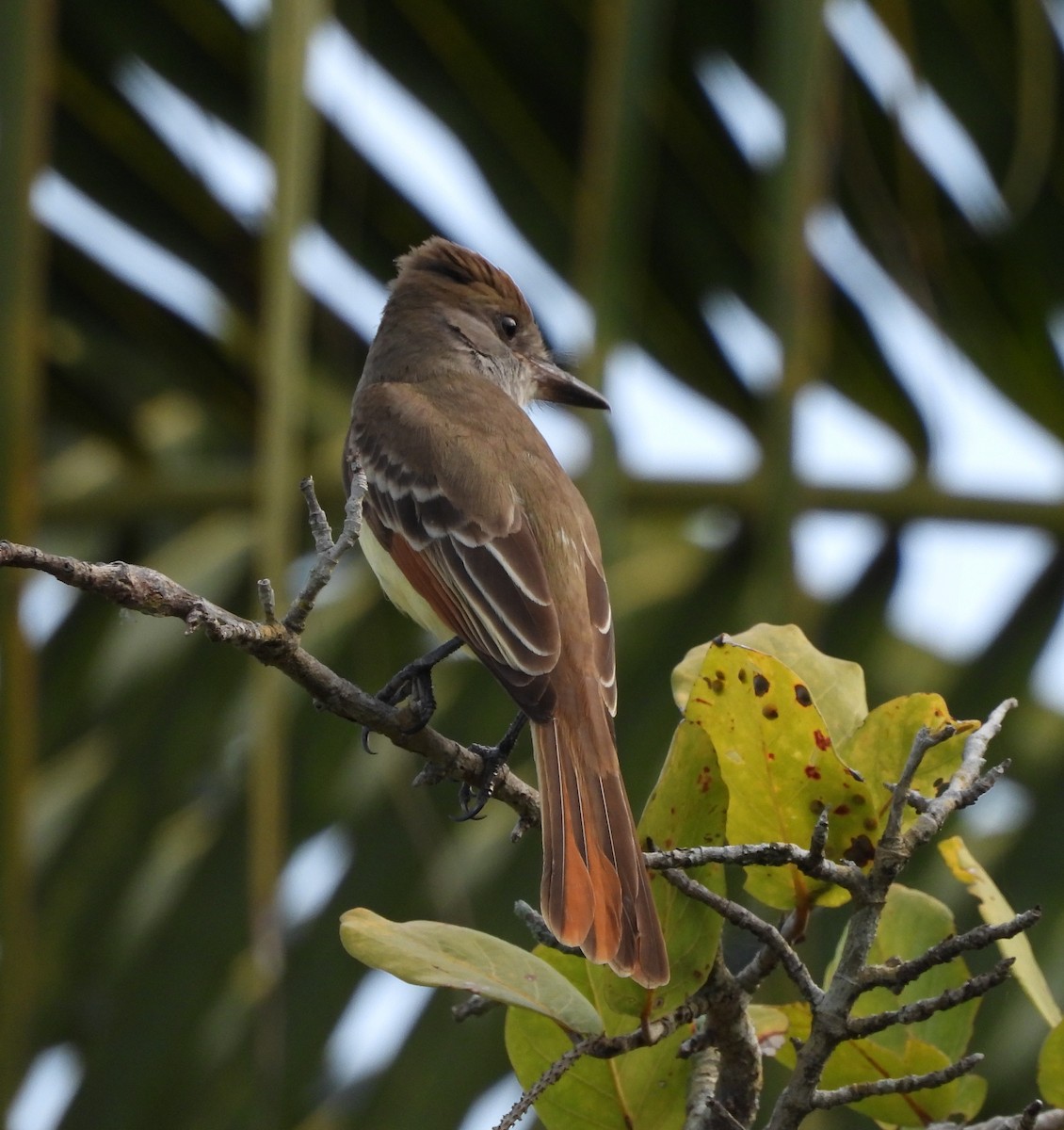 Brown-crested Flycatcher - ML615485634