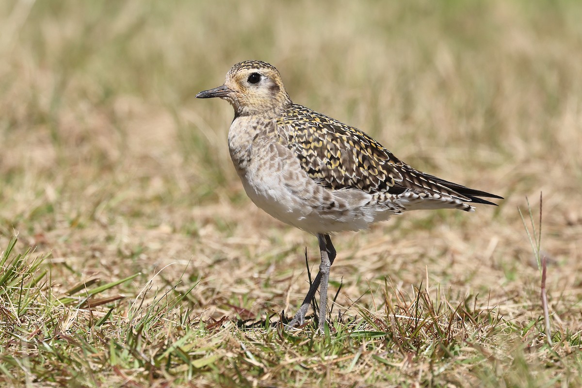 Pacific Golden-Plover - ML615485636