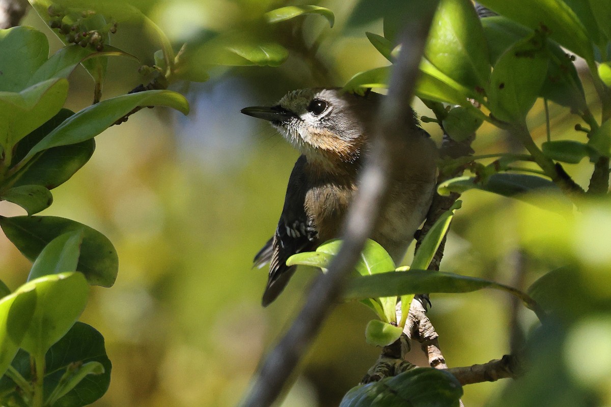 Elepaio de Kauai - ML615485640