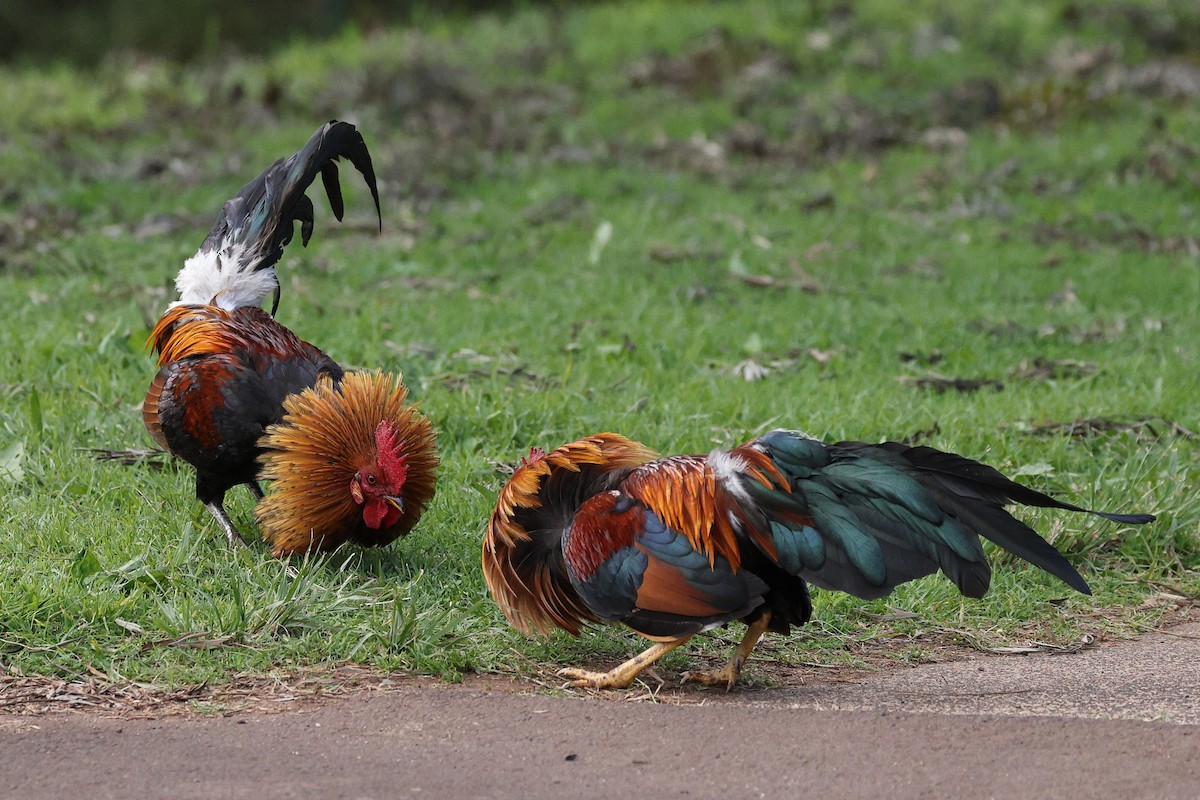 Red Junglefowl (Domestic type) - Linda Pittman