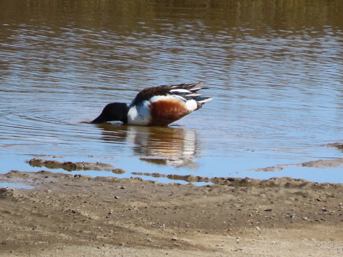 Northern Shoveler - ML615485676