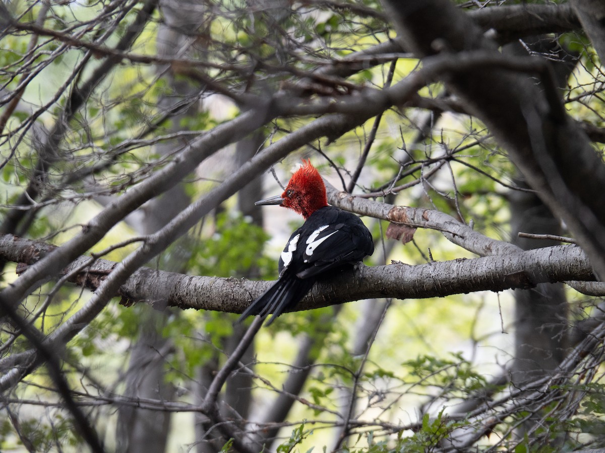 Magellanic Woodpecker - Dan Cook