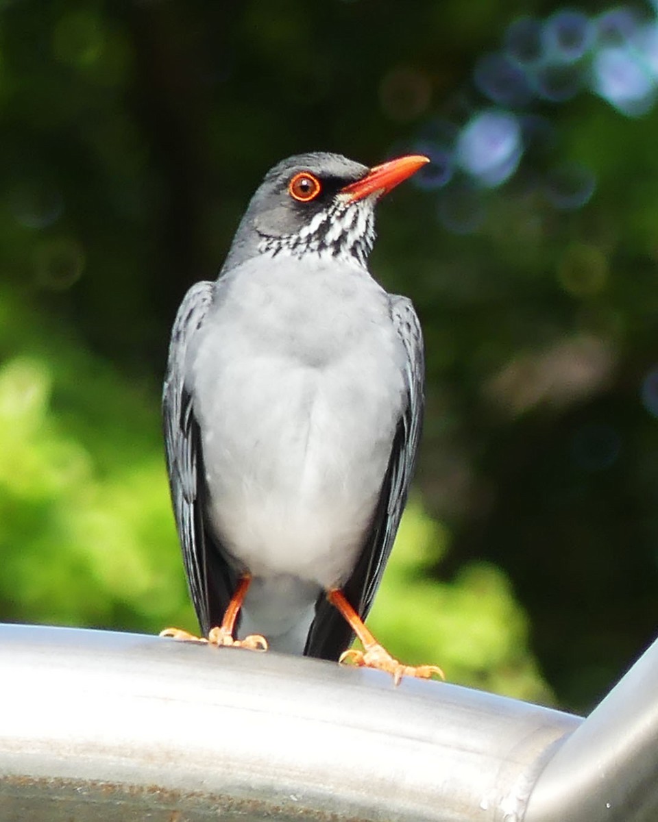 Red-legged Thrush - ML615485749