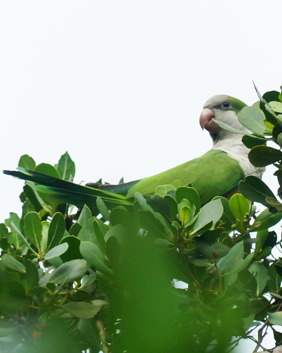 Monk Parakeet - Allie Kleber