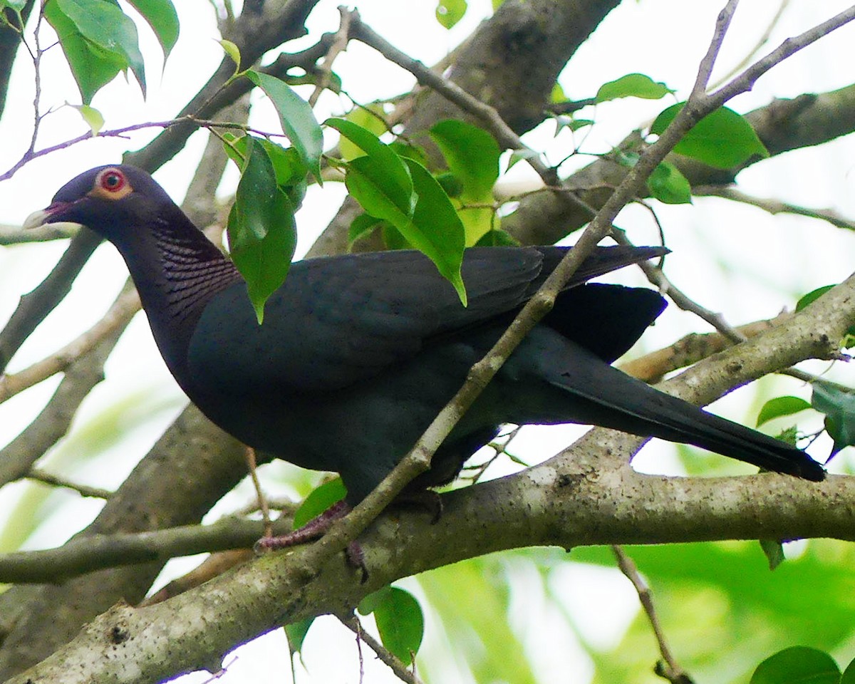 Scaly-naped Pigeon - Allie Kleber