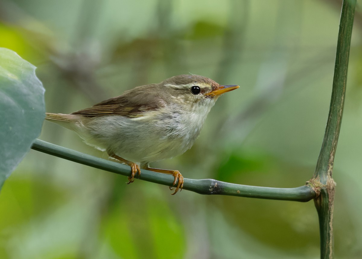 Arctic Warbler - ML615485783