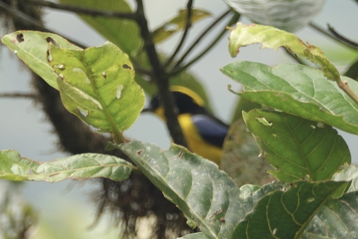 Blue-winged Mountain Tanager - David Fraser