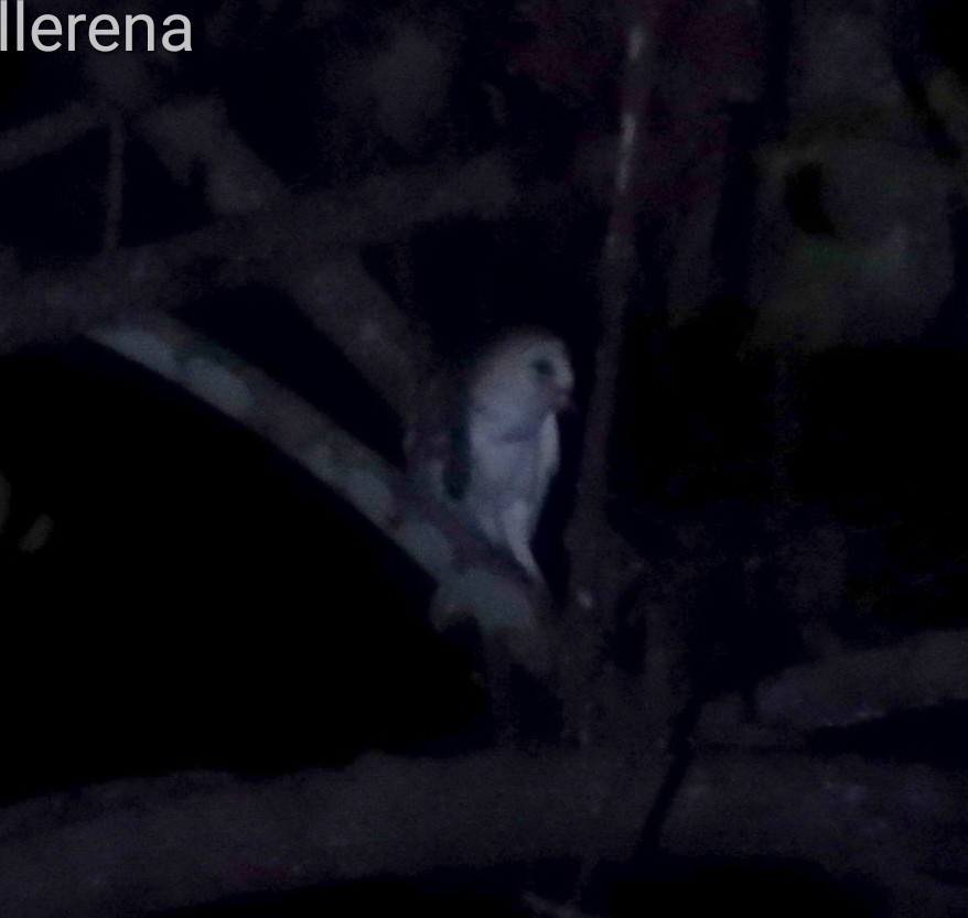 Barn Owl - ML615485809