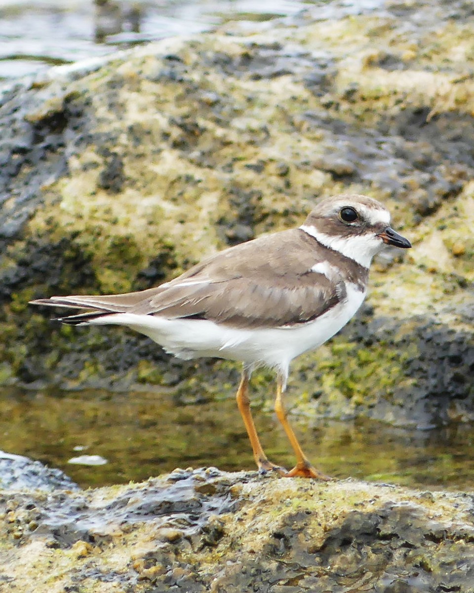 Semipalmated Plover - ML615485900