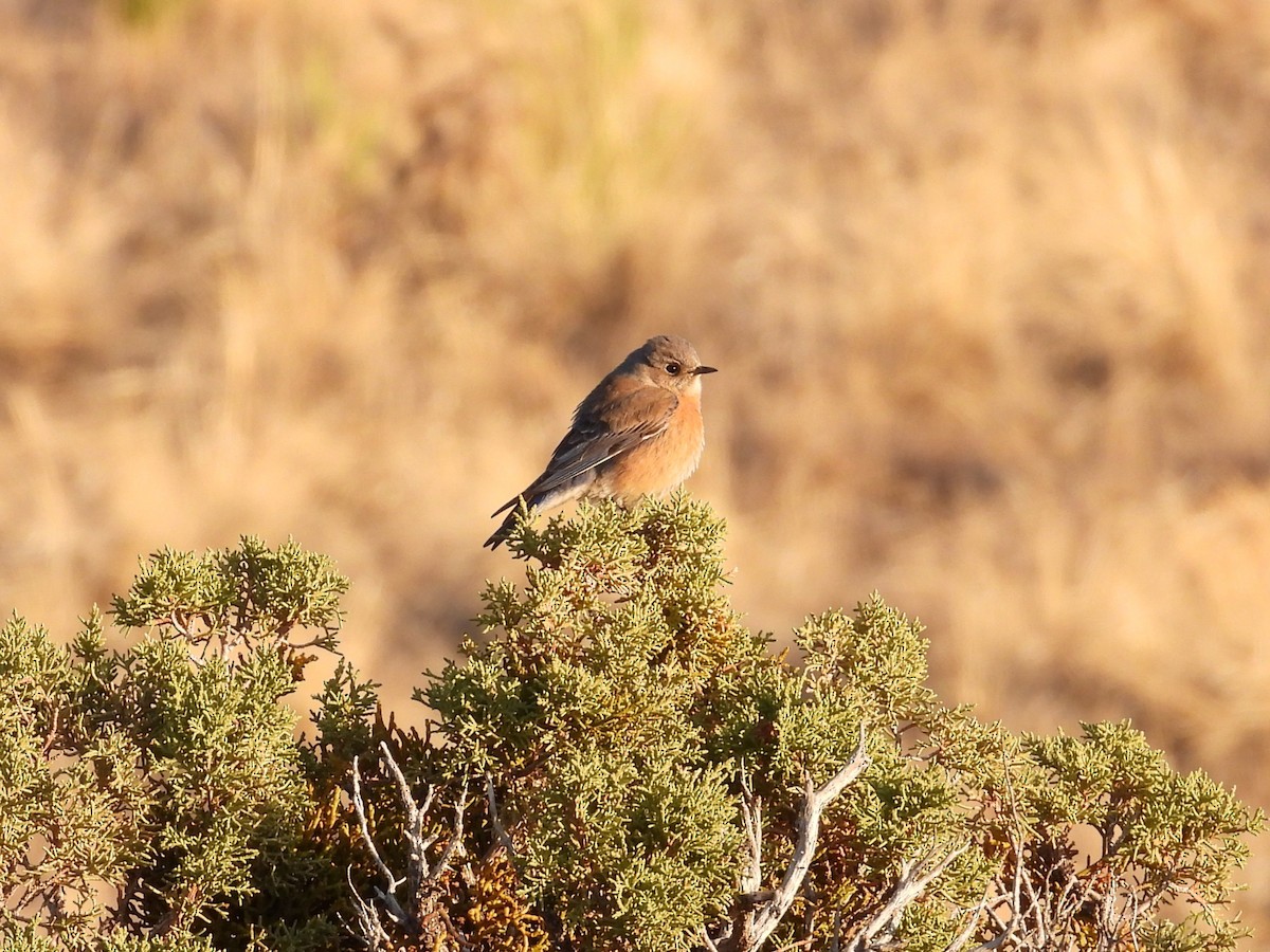 Western Bluebird - ML615485904