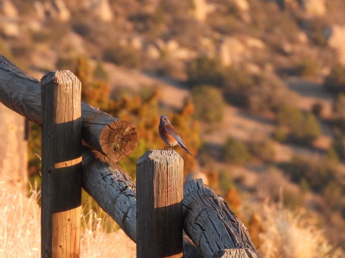 Western Bluebird - ML615485905