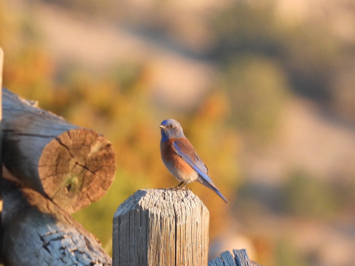 Western Bluebird - ML615485906