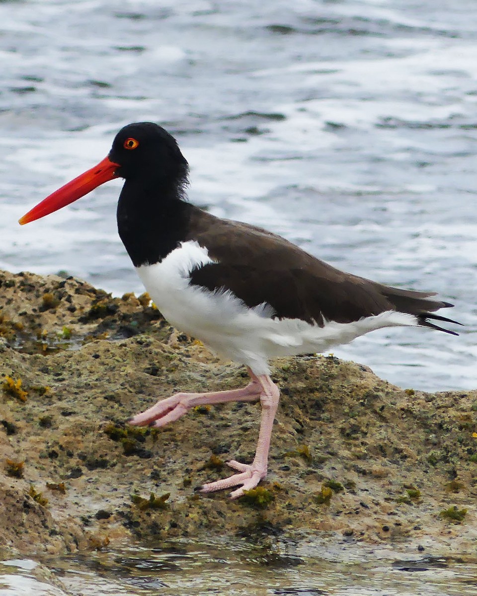 American Oystercatcher - ML615485913