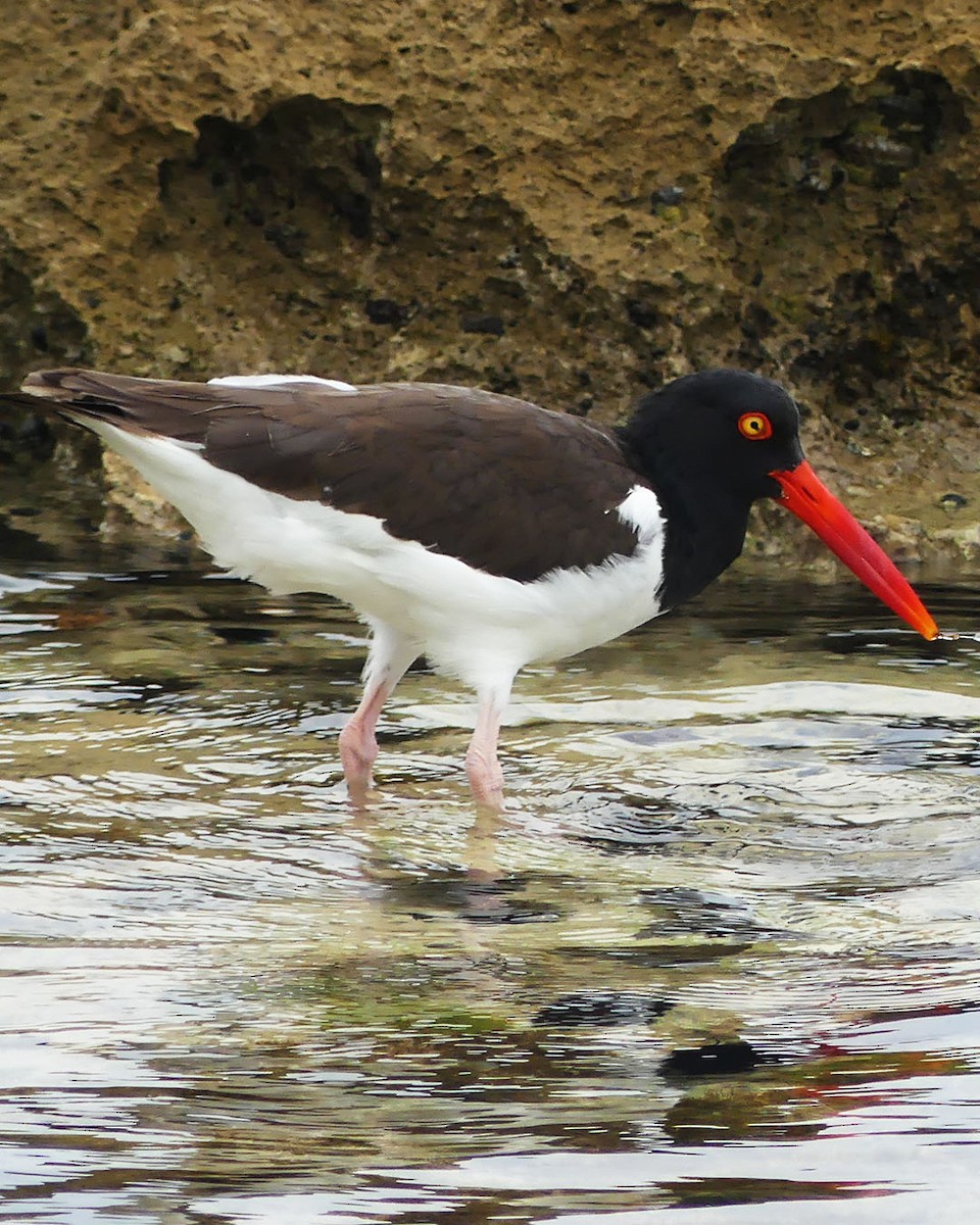 American Oystercatcher - ML615485915