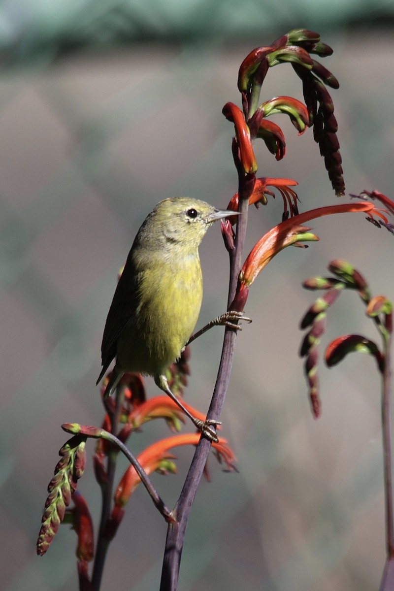 Orange-crowned Warbler (lutescens) - ML615485923