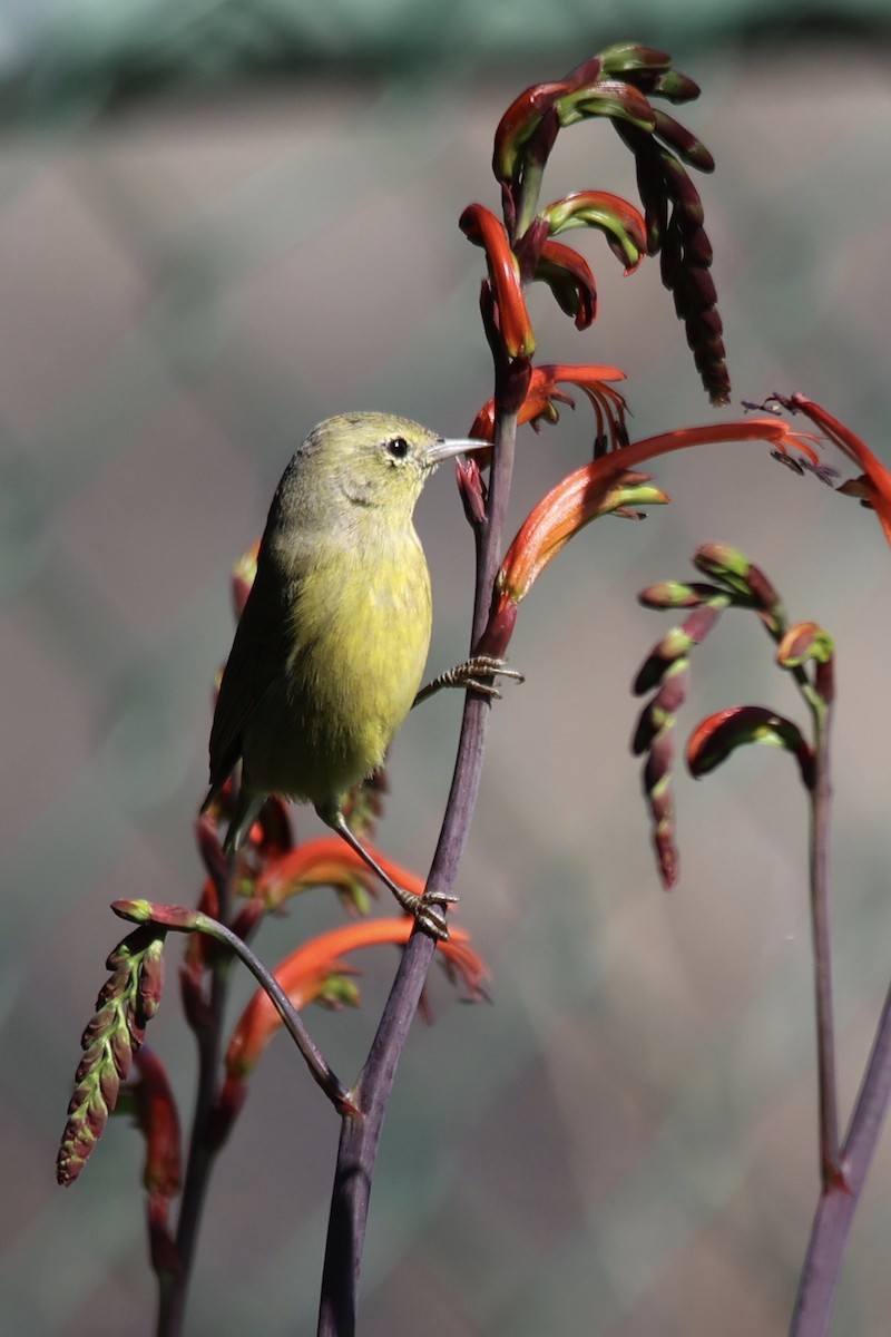 Orange-crowned Warbler (lutescens) - ML615485924