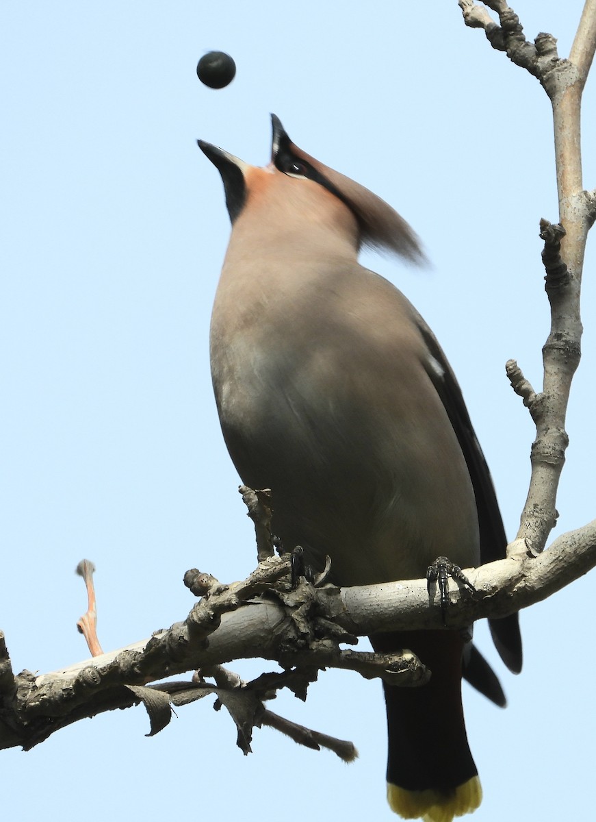 Bohemian Waxwing - ML615485977