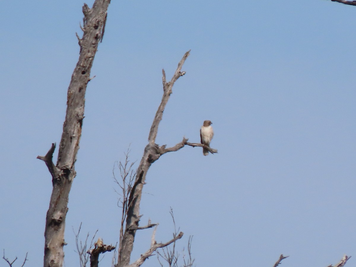 Red-tailed Hawk - ML615486056