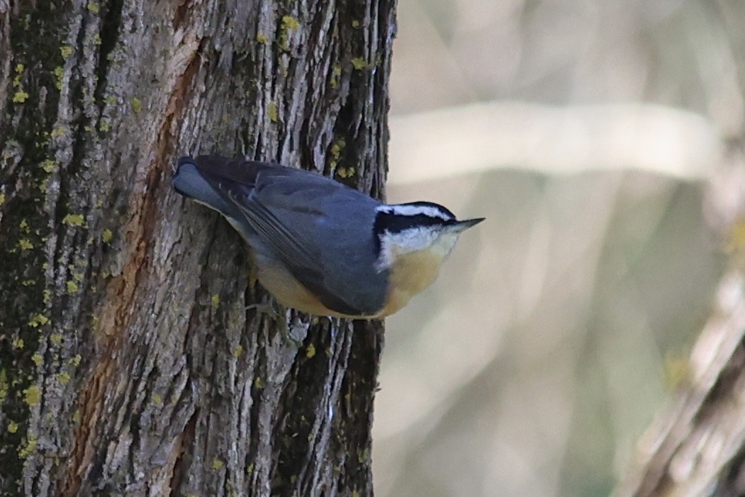 Red-breasted Nuthatch - ML615486064