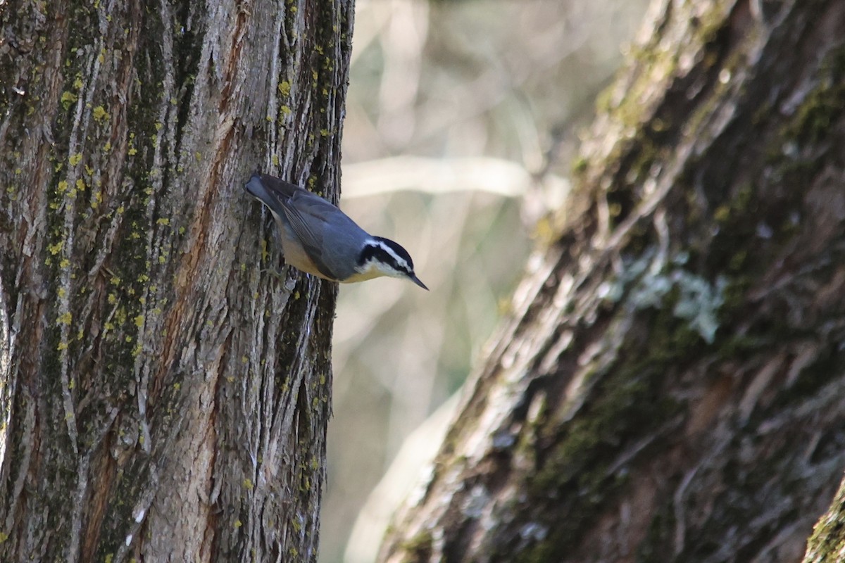 Red-breasted Nuthatch - ML615486065