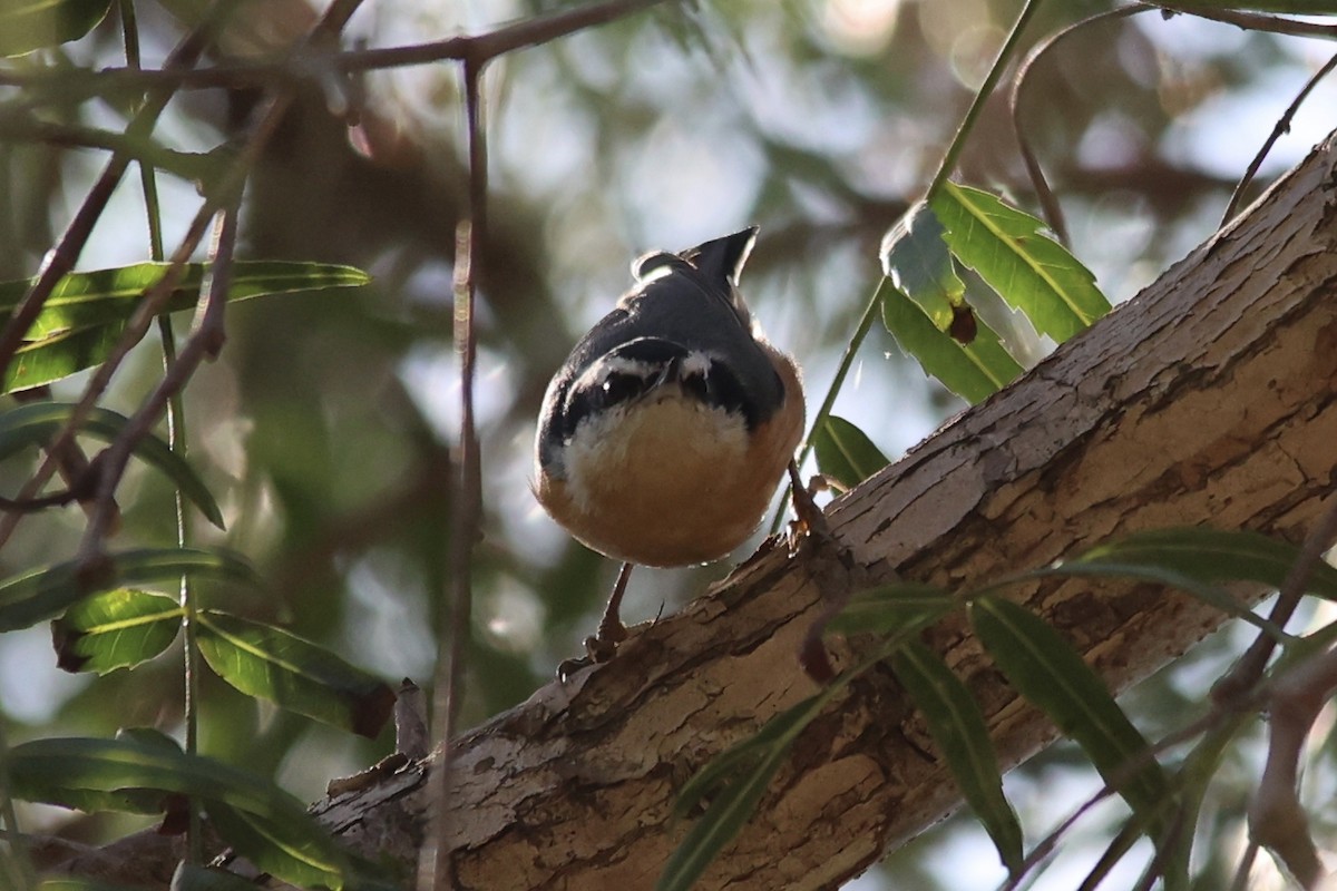 Red-breasted Nuthatch - ML615486066