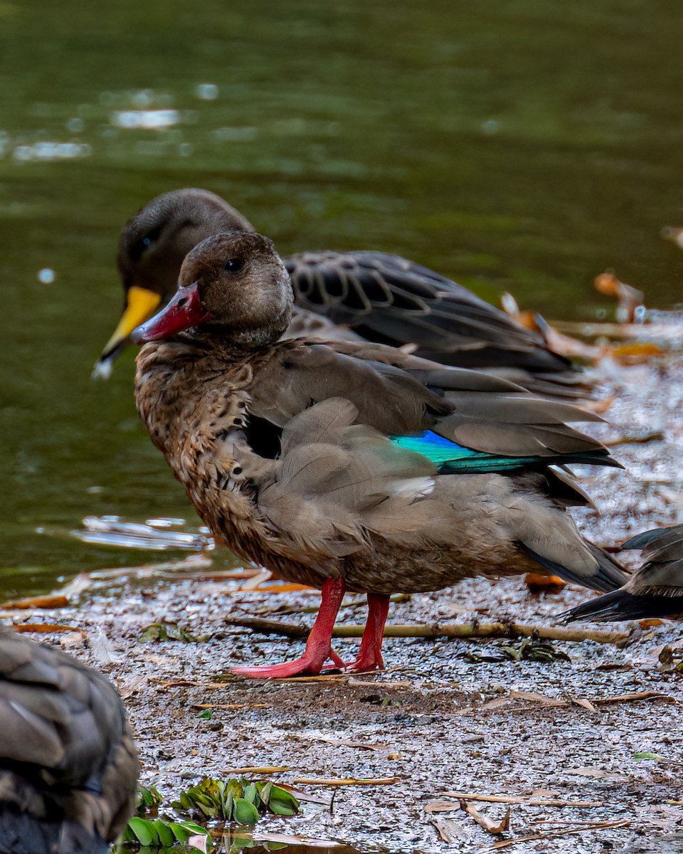 Yellow-billed Teal - Victor Pássaro