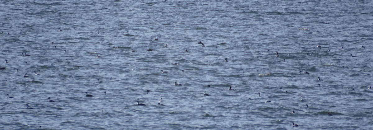 Western/Clark's Grebe - ML615486121