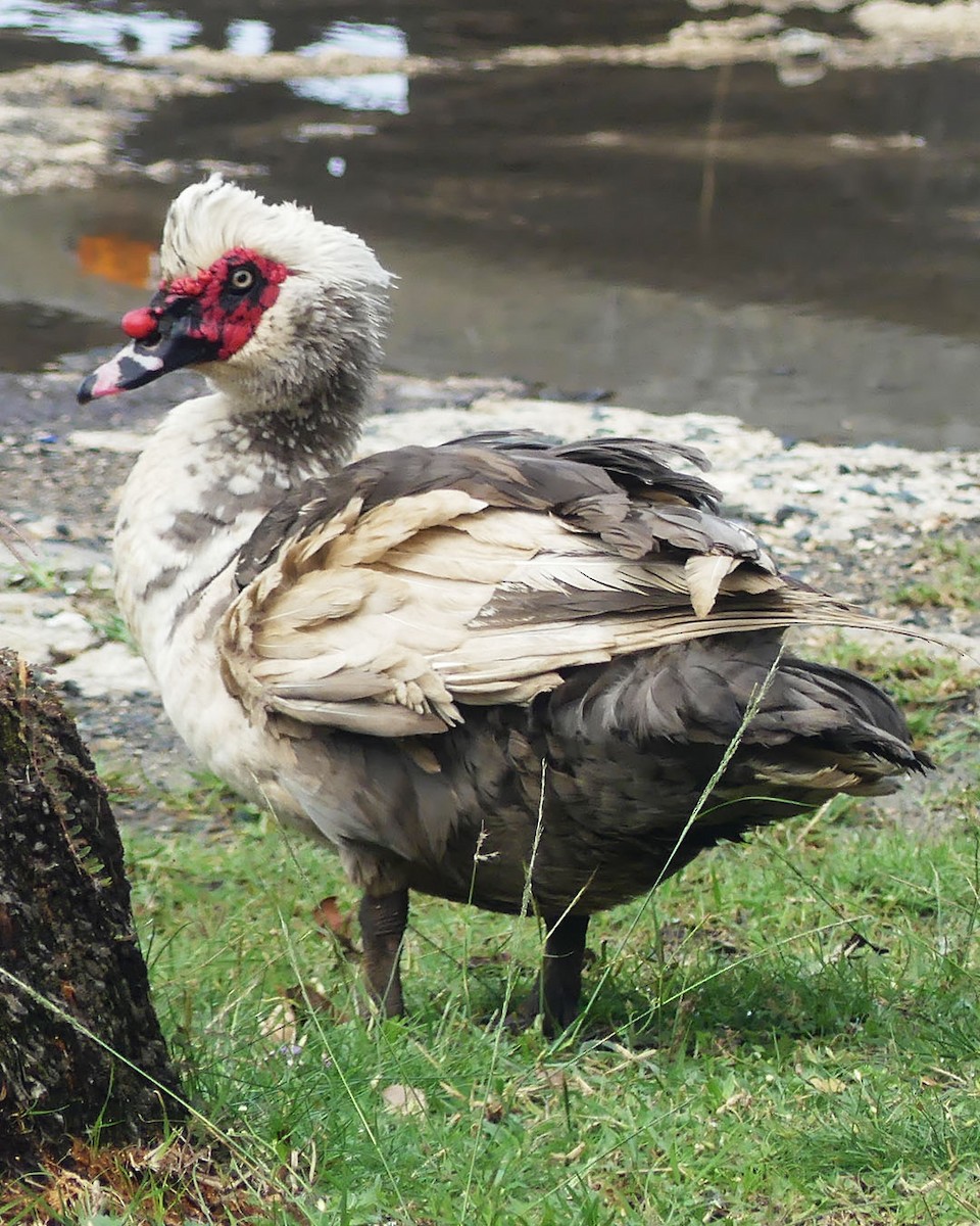 Muscovy Duck (Domestic type) - ML615486187