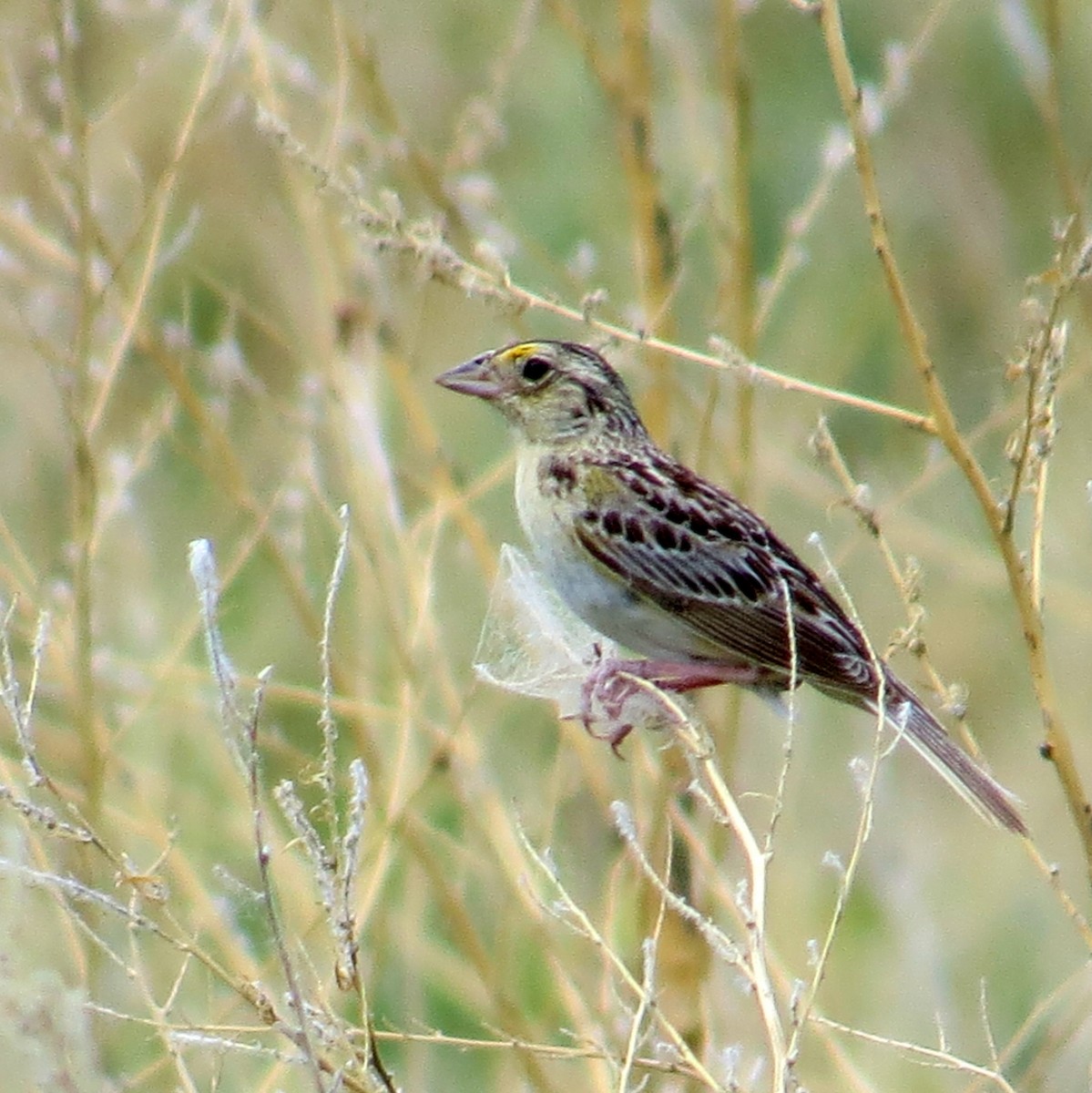 Grasshopper Sparrow - ML61548621