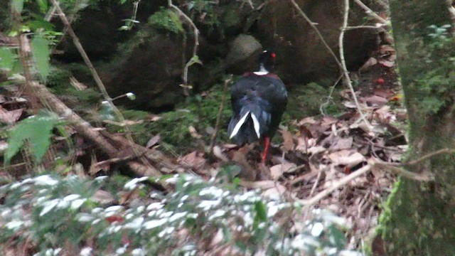 Swinhoe's Pheasant - ML615486228