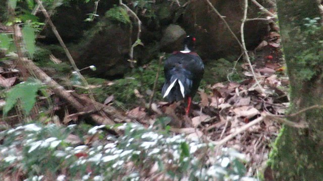 Swinhoe's Pheasant - ML615486228