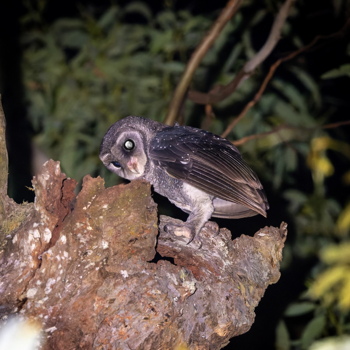 Lechuza Tenebrosa - ML615486286