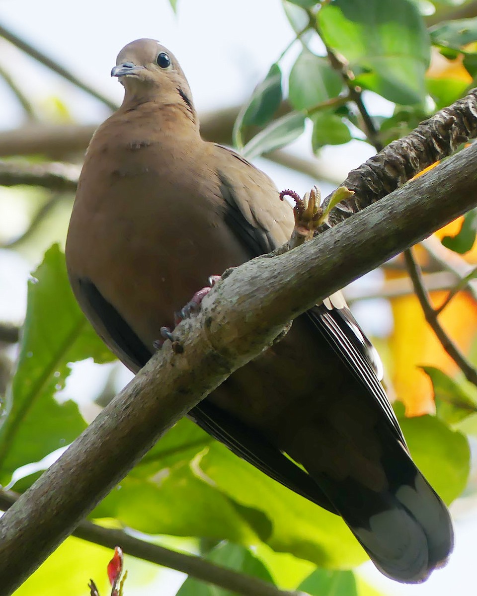 Zenaida Dove - ML615486301