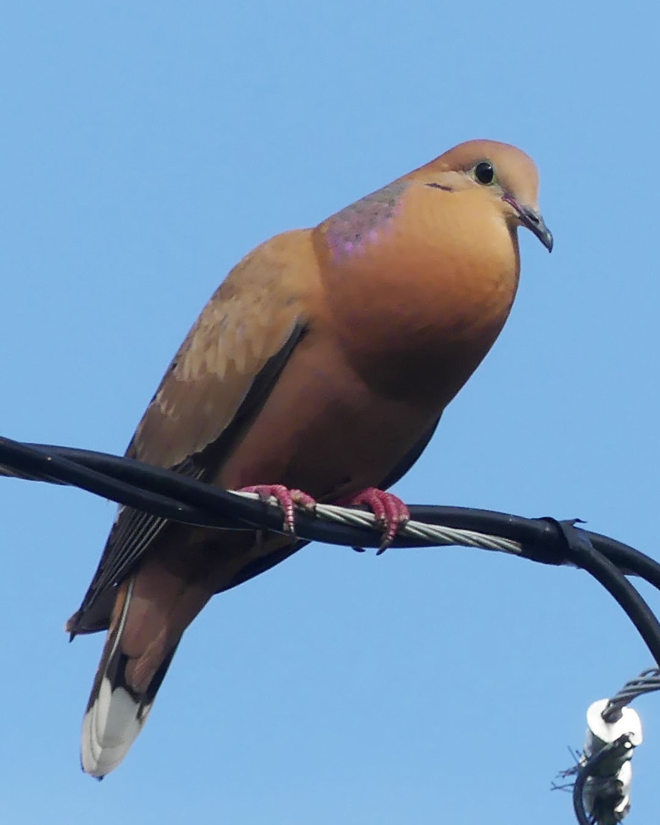 Zenaida Dove - ML615486302