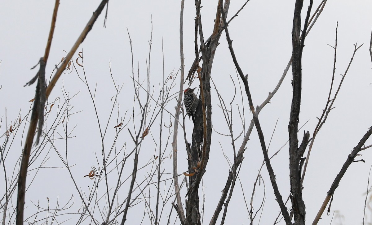 Ladder-backed Woodpecker - ML615486461