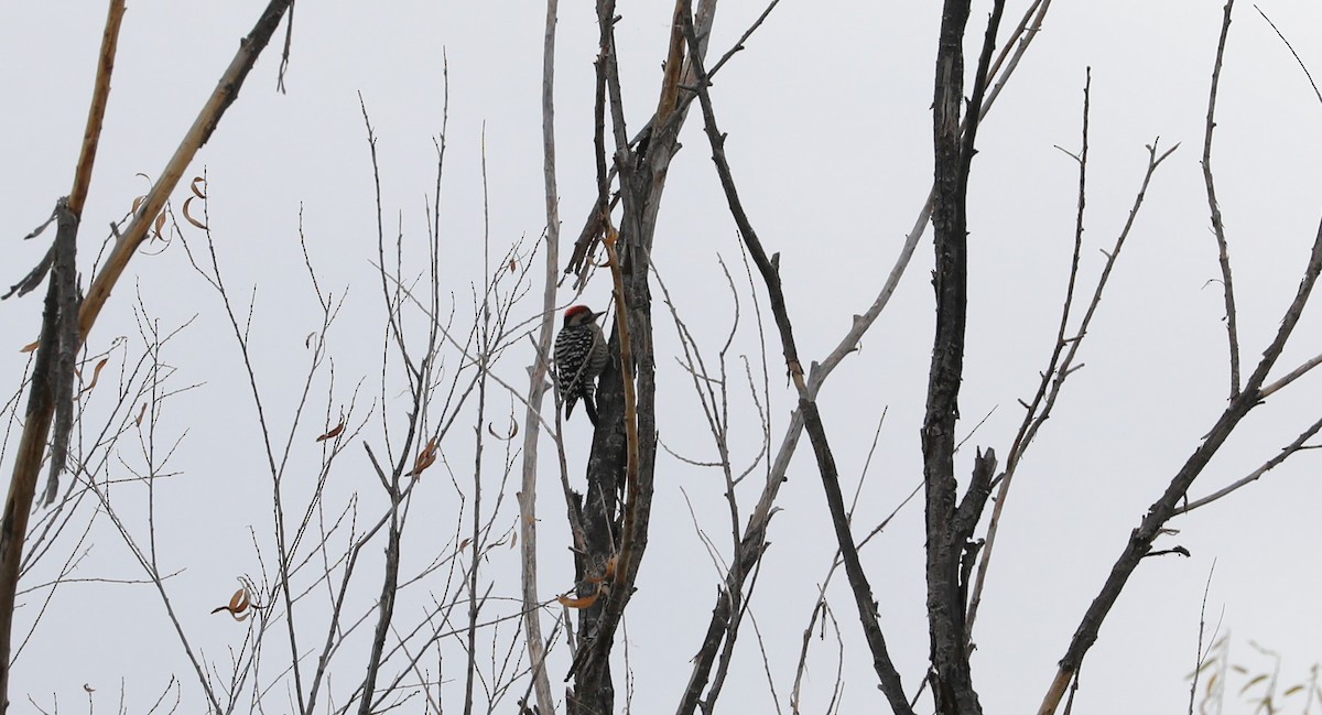 Ladder-backed Woodpecker - ML615486462