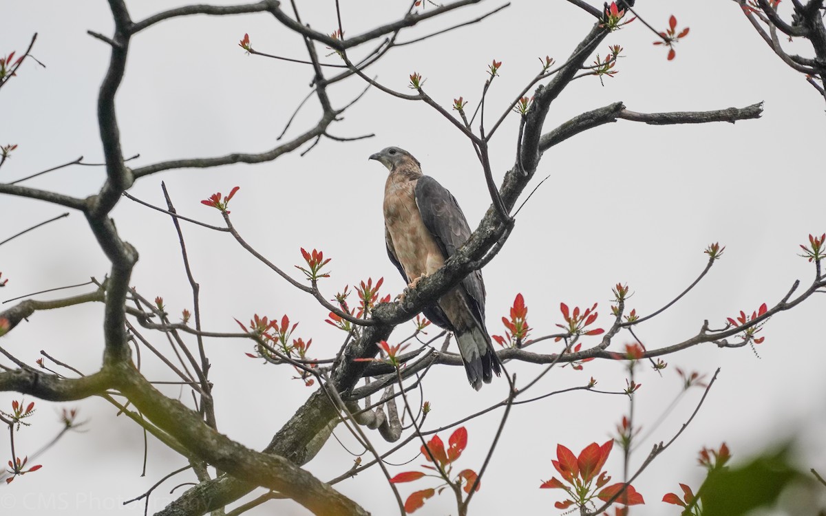 Oriental Honey-buzzard - Chander M.S.Bisht