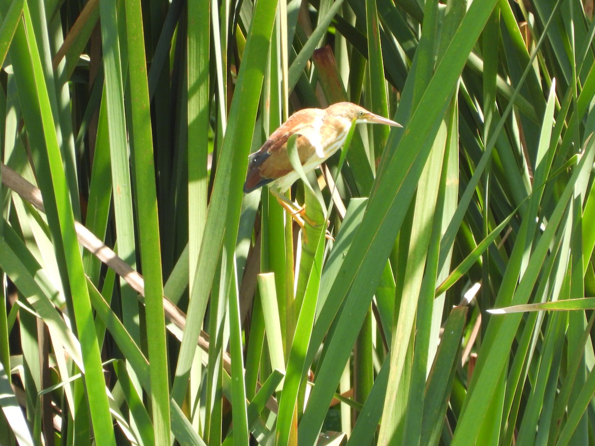 Least Bittern - ML615486564