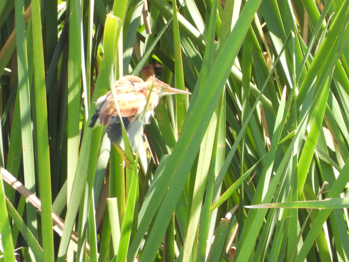 Least Bittern - ML615486567