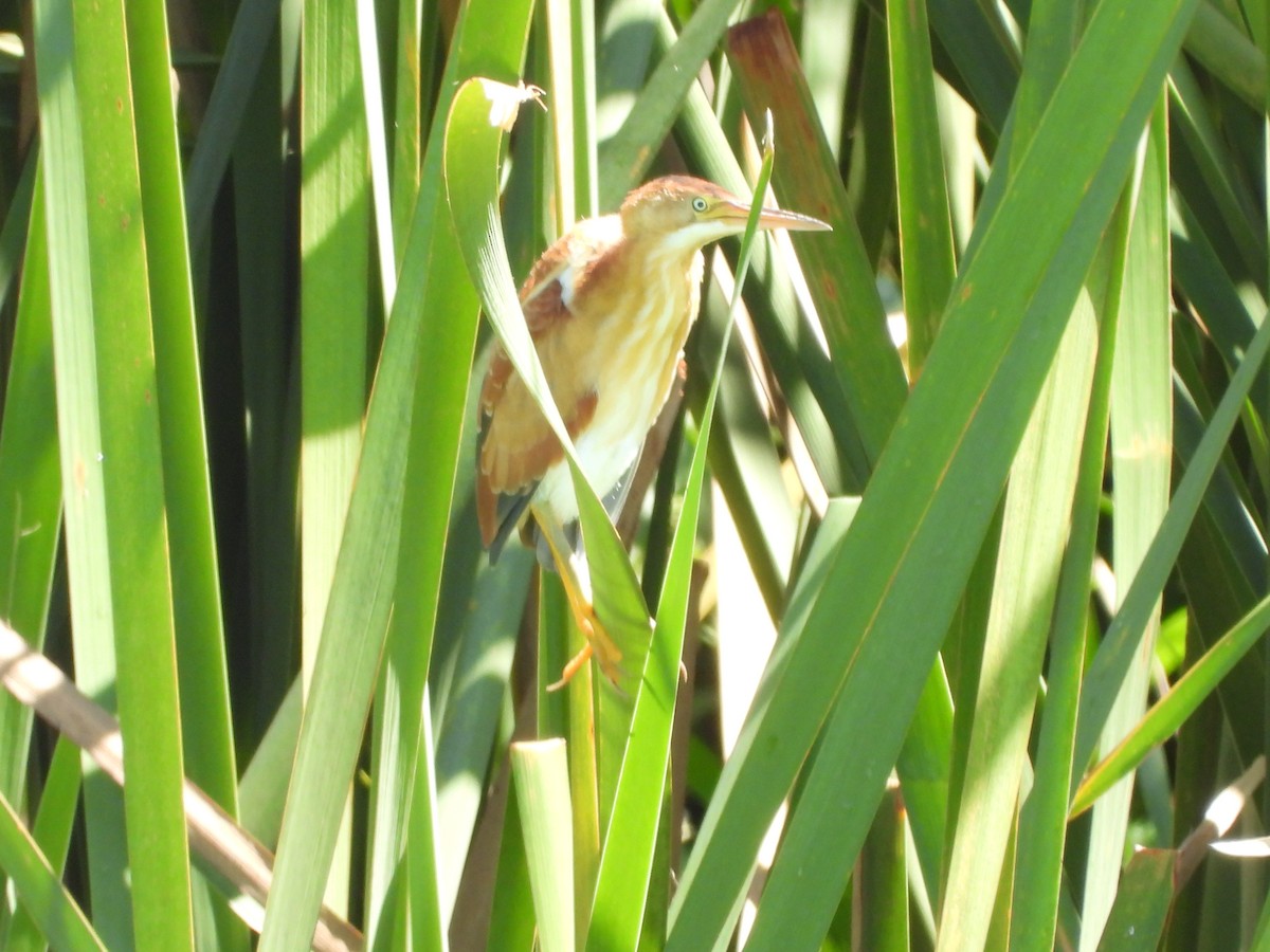 Least Bittern - ML615486576