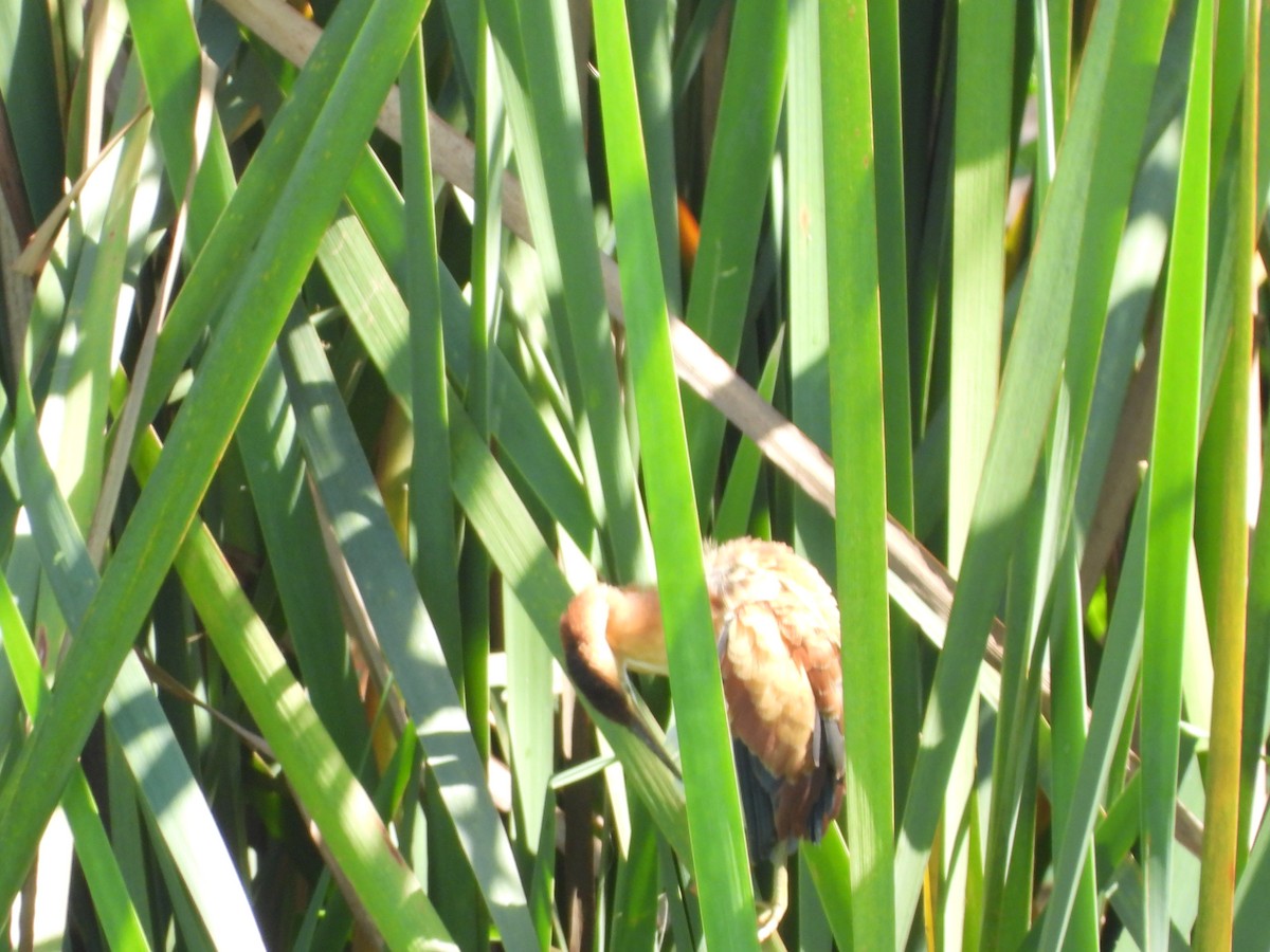 Least Bittern - ML615486584