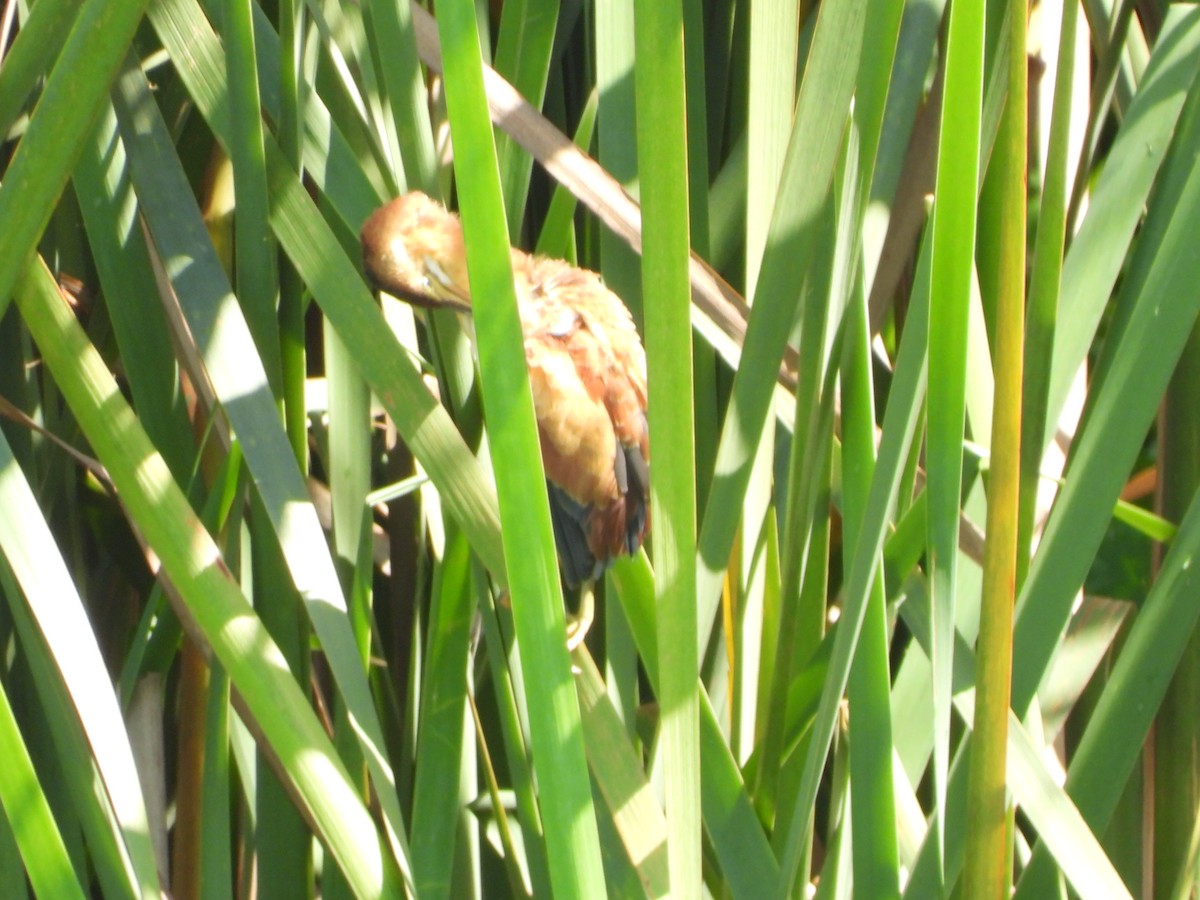Least Bittern - ML615486609