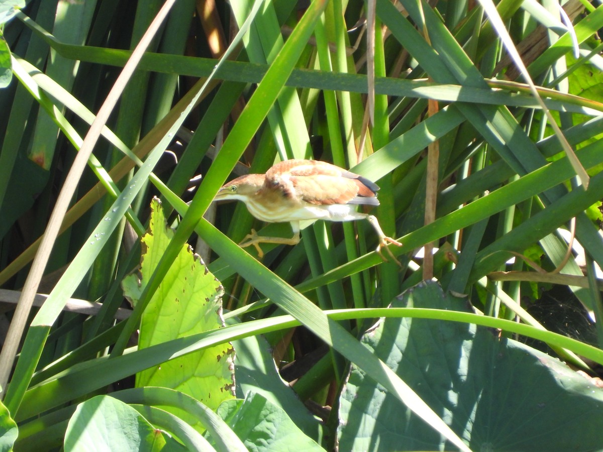 Least Bittern - ML615486631