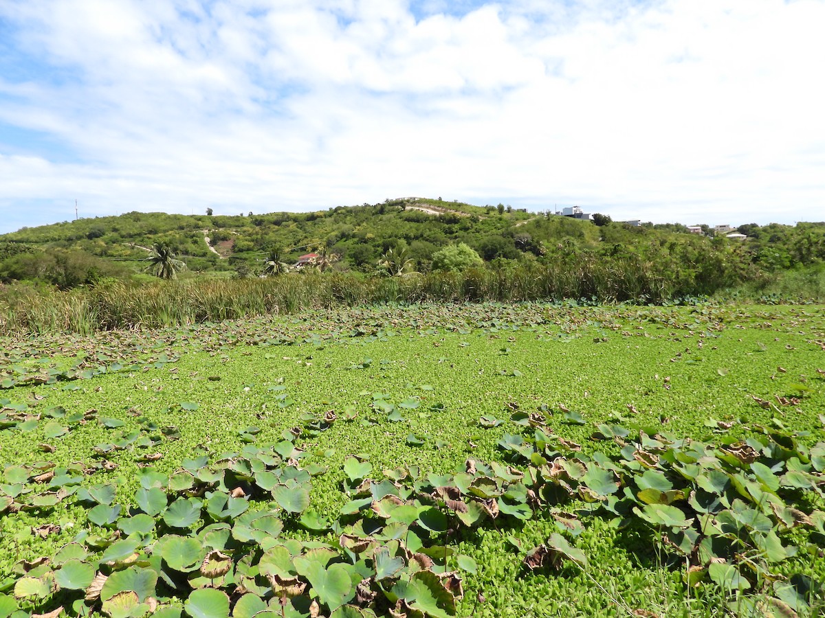 Least Bittern - ML615486640