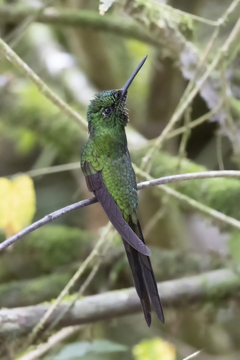 Green-crowned Brilliant - Loni Ye