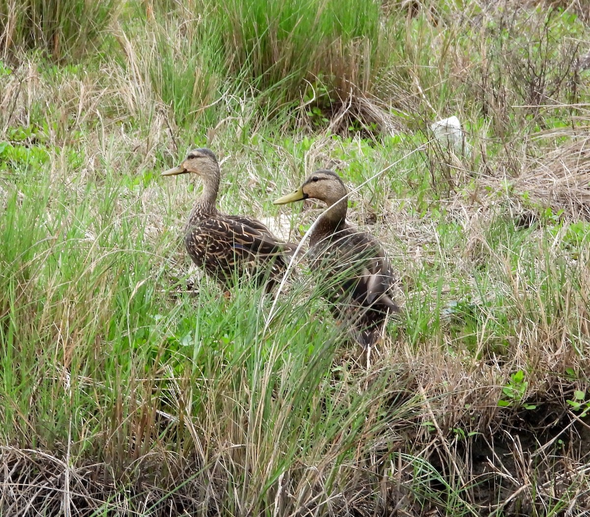 Mottled Duck - ML615486821