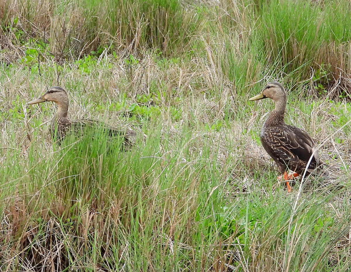 Mottled Duck - ML615486822