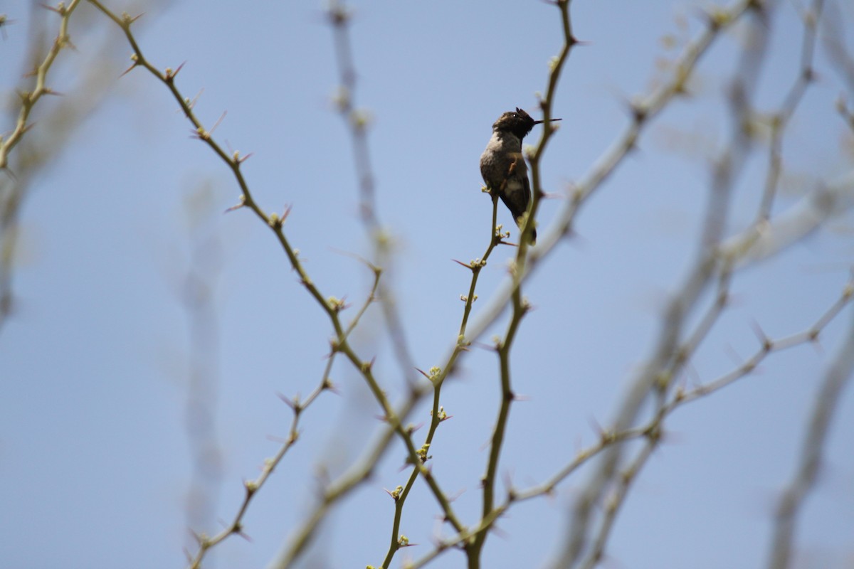 Anna's Hummingbird - ML615487011