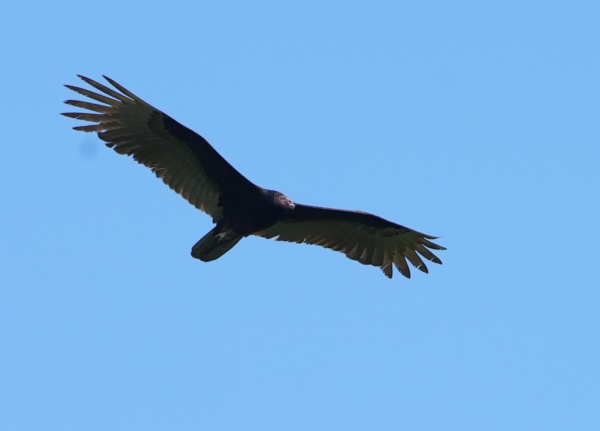 Turkey Vulture - ML615487020